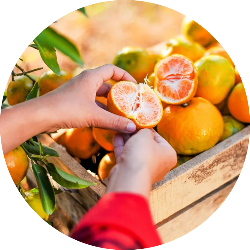 produzione agrumi