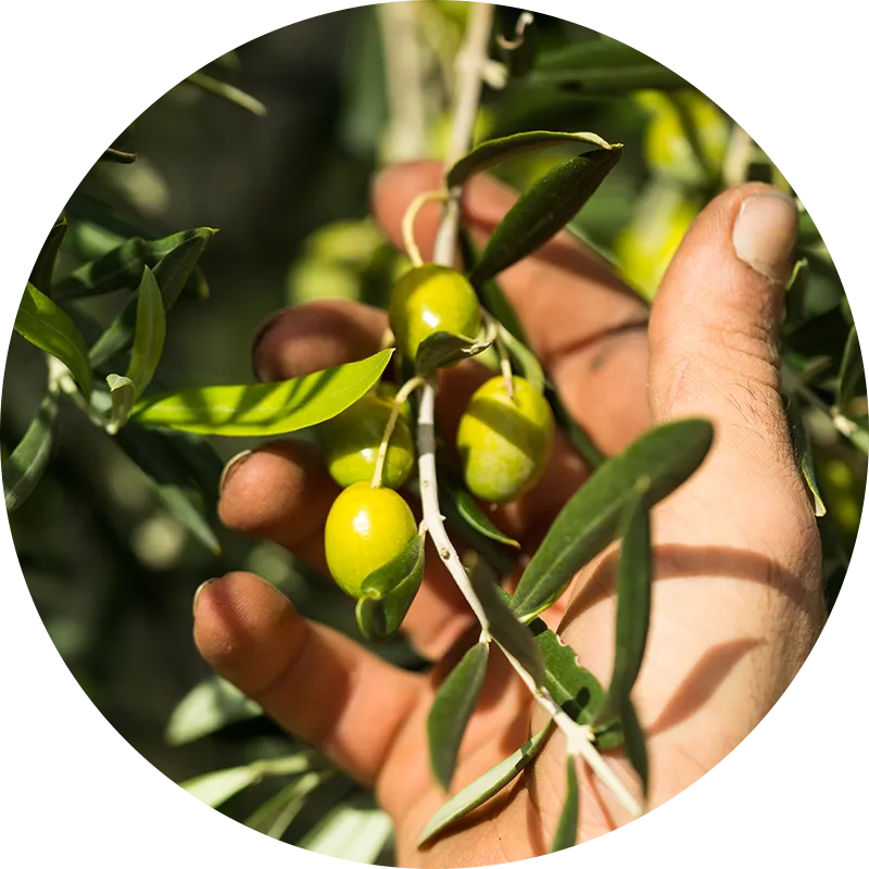 produzione olio